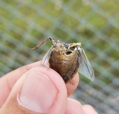 Belostomatidae