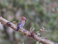 Granatina ianthinogaster