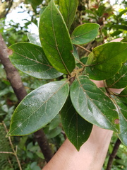Ocotea praetermissa