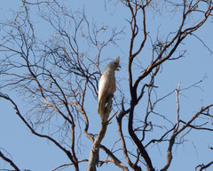 Cacatua pastinator pastinator