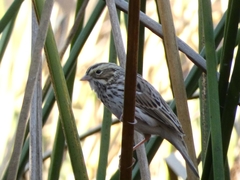 Passerculus sandwichensis