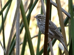 Passerculus sandwichensis