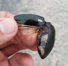 Hydrophilus triangularis