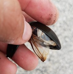 Hydrophilus triangularis
