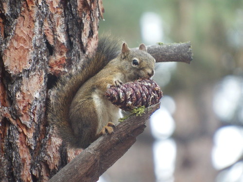 iNaturalist observation 2017-09-23