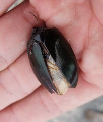 Hydrophilus triangularis