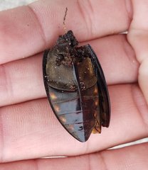 Hydrophilus triangularis