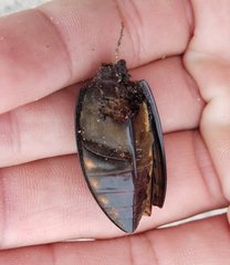 Hydrophilus triangularis