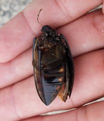 Hydrophilus triangularis