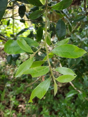 Ocotea mollicella