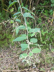 Archibaccharis schiedeana