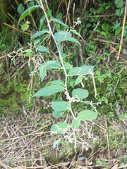 Archibaccharis schiedeana