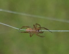 Lycosidae