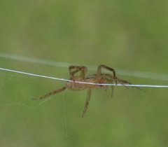 Lycosidae