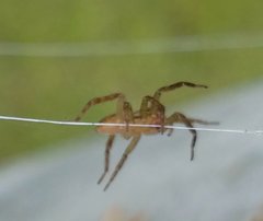 Lycosidae