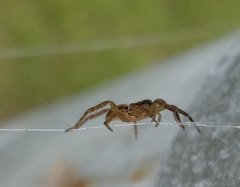 Lycosidae