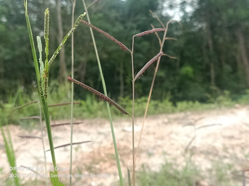 Paspalum scrobiculatum iNat (2)
