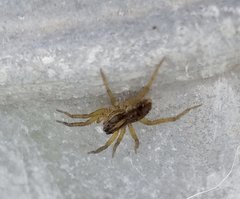 Lycosidae