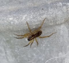 Lycosidae