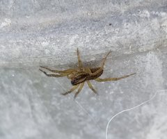 Lycosidae
