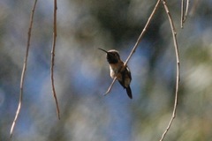 Myrtis fanny