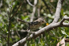 Anairetes reguloides