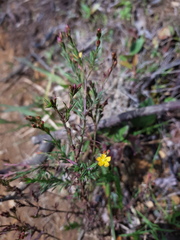 Hypericum thesiifolium