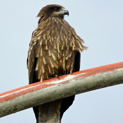 Milvus migrans lineatus