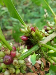 Hoffmannia arborescens