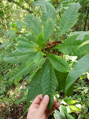 Hoffmannia arborescens