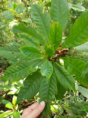Hoffmannia arborescens