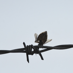 Belostomatidae