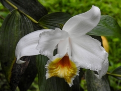 Sobralia chrysostoma