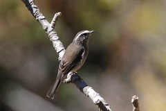Ochthoeca leucophrys