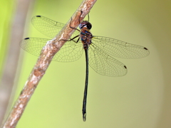 Austrophya mystica