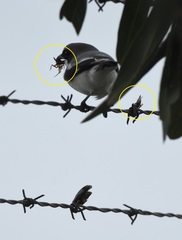 Belostomatidae