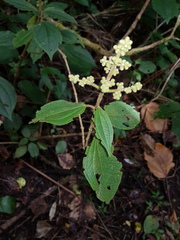 Miconia pittieri