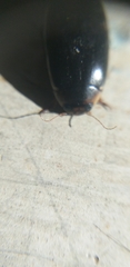 Hydaticus