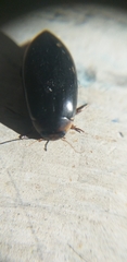 Hydaticus