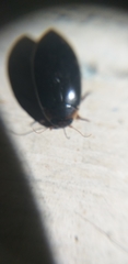 Hydaticus