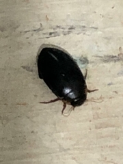 Hydaticus