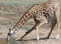 Giraffa camelopardalis thornicrofti