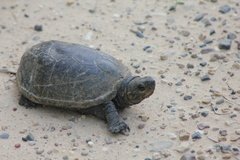 Kinosternon subrubrum hippocrepis
