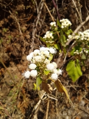 Ageratina pichinchensis