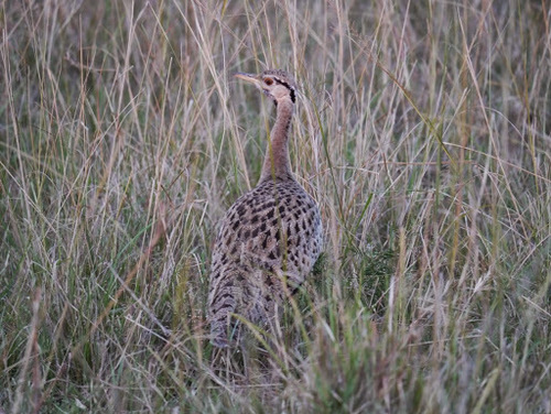 Lissotis melanogaster