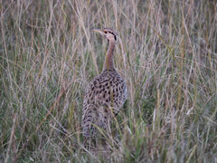 Lissotis melanogaster
