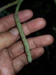 Piper irazuanum