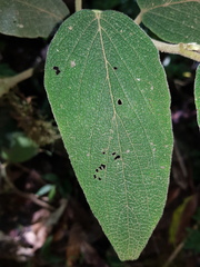 Piper irazuanum