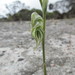 Pterostylis leptochila - Photo (c) lsbth, some rights reserved (CC BY-NC)