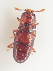 Cerylonidae